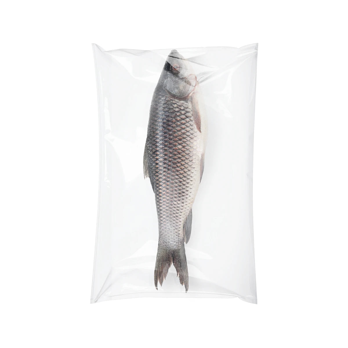 Rohu Fish